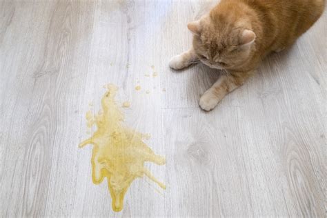 lucy cat pee